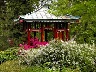 Ja was sind wir jetzt in Japan? Nein, das ist der botanische Garten von Berlin. Foto: (c) © I. Haas, Botanischer Garten und Botanisches Museum Berlin-Dahlem