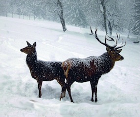 Im Nationalpark zu den Hirschen pirschen. Foto (c) NPV Bayerischer Wald