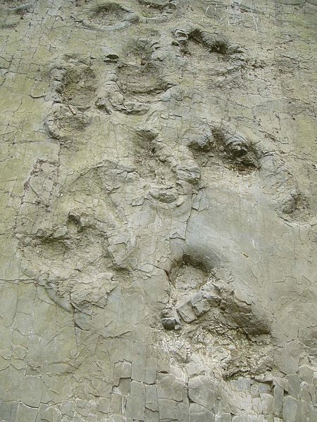 Vor 140 Millionen Jahren hinterliess hier ein Dinosaurier in der Nähe von Bad Essen seine Spuren.  Foto (c) Jens Lallensack, Wikipedia, Creative Commons Attribution-Share Alike 3.0 Unported license.