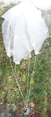 Plötzlich stand da eine Hecke. Mancher Fallschirm findet zielgenau dorthin, wo er nicht hin sollte. foto (c) Kinderoutdoor.de