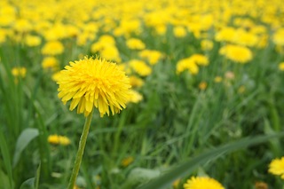 Heuschnupfen! Wer ihn hat, muss schon beim Anblick von diesem Bild niesen. Foto (c) Kinderoutdoor.de