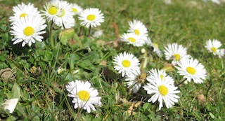 Gänseblümchen sehen süß aus und schmecken nussig. Foto (c) Kinderoutdoor.de