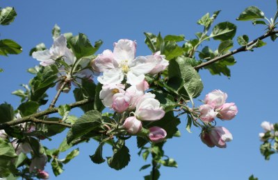 Zur Kirschblüte in den Osterferien 2014 durch das Alte Land wandern oder radeln. © Tourismusverband Landkreis Stade / Elbe e. V.