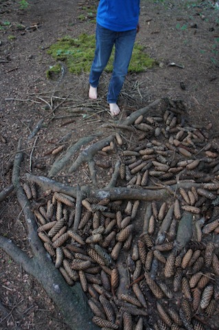 Den Wald neu erfahren: Mit einem Barfussweg, den Ihr mit den Kindern angelegt habt. Foto (c) Kinderoutdoor.de