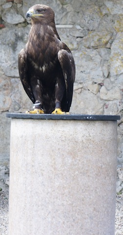 Greifvögel beeindrucken Kinder und Erwachsene. Foto (c) Kinderoutdoor.de