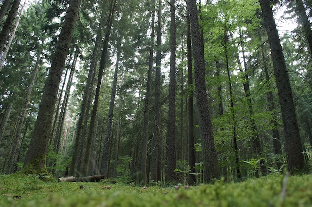Im Wald lassen sich Spielideen für die Schnitzeljagd ganz einfach umsetzen. foto (c) Kinderoutdoor.de