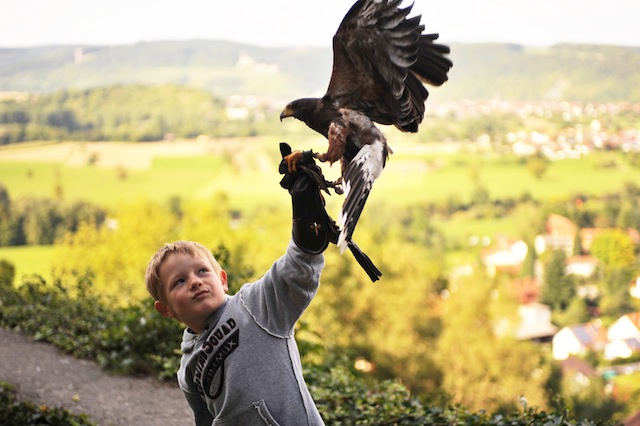 Greifvögel ganz nah auf der Deutschen Greifvogelwarte Burg Guttenberg. Foto (c) Deutsche Greifvogelwarte Burg Guttenberg