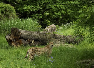 "Lieber große Tupfen, als kleinkariert!" Die Gepardenanlage im Kölner Zoo ist auch einen Besuch wert. Foto (c) Rolf Schlosser