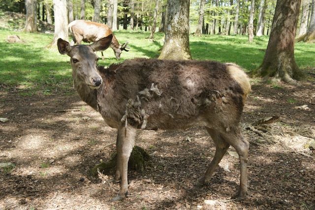 Großwild und seltene Haustierrassen gibt es im Wildpark Schorfheide zu bewundern. foto (c) Kinderoutdoor.de