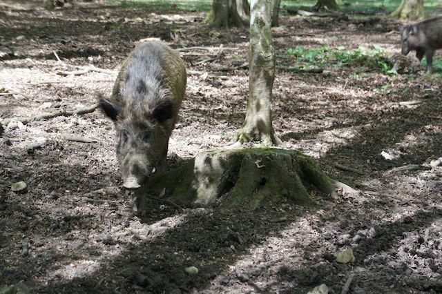 Die tut nix! Die will nur spielen! Wie gut, dass im Wildpark zwischen manchen Bewohnern und Besuchern ein Zaun ist. Foto (c) Kinderoutdoor.de