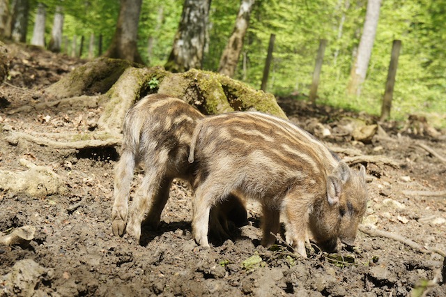 Im Wildpark Bad Mergentheim gibt es eine Menge zu entdecken. foto (c) Kinderoutdoor.de