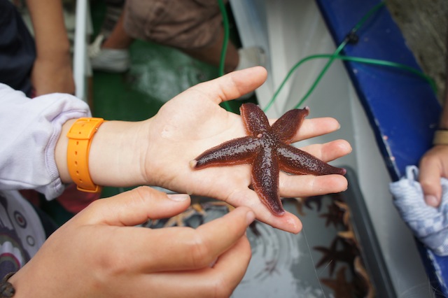 Beim Zelten auf Rügen, entdecken die Kinder die Ostsee und deren Bewohner. Foto (c) Kinderoutdoor.de