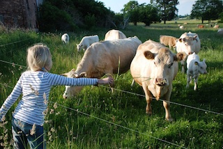 Der Klassiker beim Urlaub auf dem Bauernhof: Kühe! Foto: Ferienhof Hafflandsichten, Fam. Pussehl, Dargen/Usedom