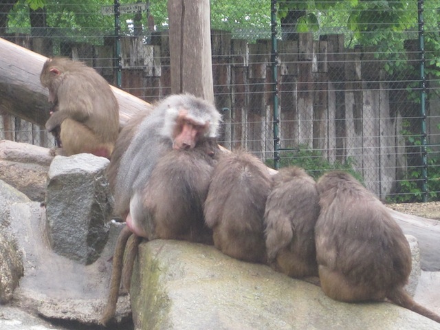 Guts Nächtle! Die Affen schlafen schon, wenn die Nachtführung im Zoo losgeht. Foto (c) Kinderoutdoor.de