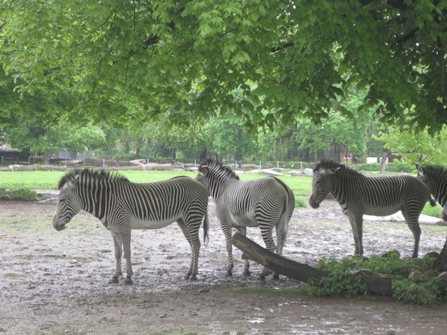 Streifen-Pyjamas kommen nie aus der Mode! Gute Nacht im Zoo! Foto (c) Kinderoutdoor.de