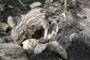 Einen saumäßigen Spaß haben die Kinder im Wildpark Haibach. Foto (c) Kinderoutdoor.de