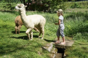 Lama wandern in Hessen. Mit den gutmütigen Tieren die Vulkane von Hessen erkunden.  foto (c) kinderoutdoor.de