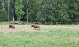 Im Wisentgehege Springe lassen sich die größten Wildtiere Europas beobachten: Wisente! Foto (c) kinderoutdoor.de