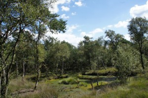 Was wollt Ihr Moor? Im Naturpark Stechlin-Ruppiner Land solltet Ihr von Moor zu Moor wandern. Foto (c) Kinderoutdoor.de