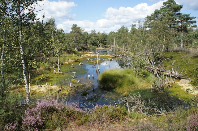 Das Pitz Moor in der Lüneburger Heide ist auch Kinderwagen geeignet. Foto (c) kinderoutdoor.de