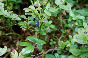 Blaubeeren sammeln lieben die Kinder. Blaubeeren als Suppe, mögen die Kinder noch mehr! Foto (c) Kinderoutdoor.de