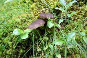 Kommt nicht in die Tüte: Pilze lieben Körbe oder Stofftaschen. foto (c) Kinderoutdoor.de
