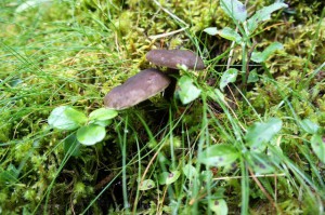 Kommt nicht in die Tüte: Pilze lieben Körbe oder Stofftaschen.  foto (c) Kinderoutdoor.de