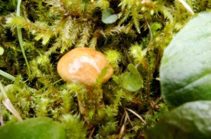 Geschnitten nicht gedreht. Beim Pilze sammeln achtet bitte auf die Natur. Foto (c) kinderoutdoor.de