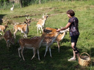 Dammwild füttern, da gibt es im Ferienhof Käppeler. Foto: Gutshof Käppeler, Fam. Käppeler, Beuron/Schwäb. Alb