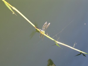 Auf der Wakenitz gibt es viel zu entdecken: In, um und am Wasser.  Foto (c) kinderoutdoor.de