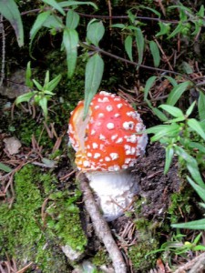 Ob diese Pilze zu den Spaghetti Funghi kommen? Besser nicht! Foto (c) Kinderoutdoor.de