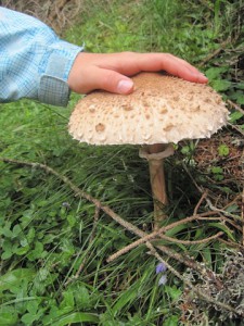 Ein leckerer Parasol oder Riesenschirmling. Mit so einem Kaliber macht das Pilze sammeln Spaß! Foto (c) Kinderoutdoor.de