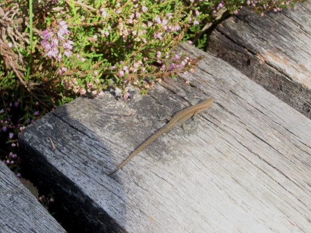 Im Moor lauern gefährliche wilde Tiere auf Euch: So wie diese Eidechse. Sehr gefährlich! Foto (c) kinderoutdoor.de