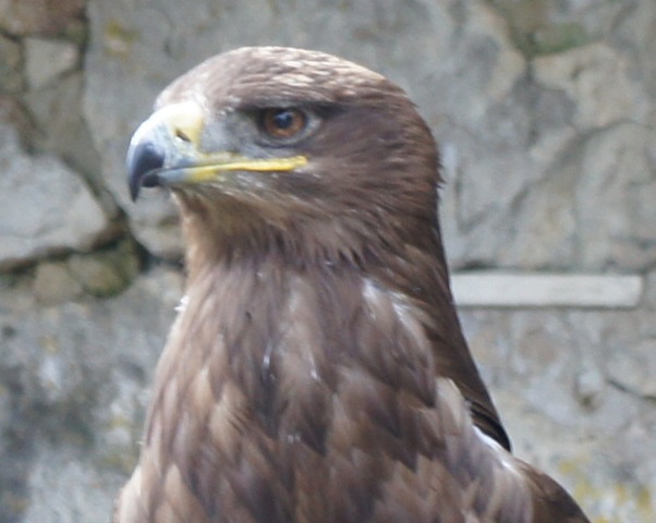Adler sind die Stars bei Falknereien. foto (c) kinderoutdoor.de
