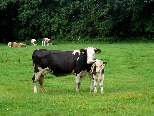Auf dem Bauernhof sehen die Kinder auch den Nachwuchs der Tiere. Foto (c) Kinderoutdoor.de